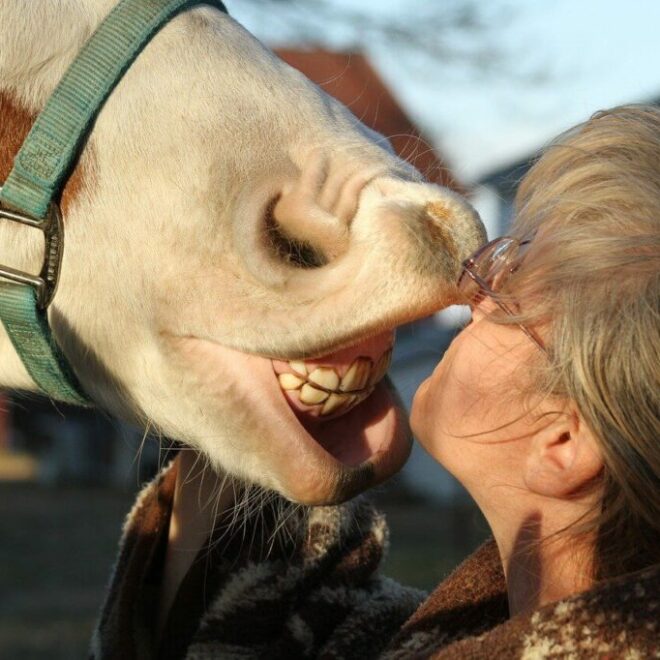 What Does It Mean When A Horse Shows Its Teeth