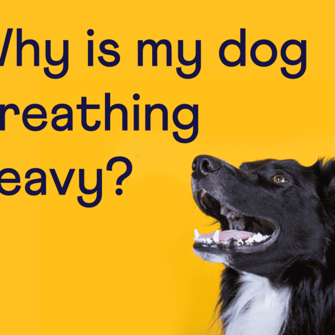 What Does It Mean When Your Dog Is Breathing Hard