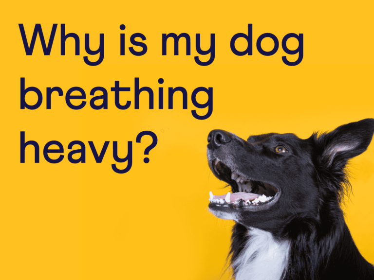 What Does It Mean When Your Dog Is Breathing Hard