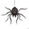 What Does It Mean When A Spider Shaking Its Bum