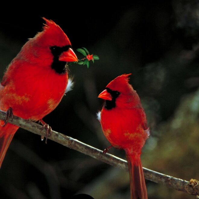 What Does It Mean When You See Two Cardinals