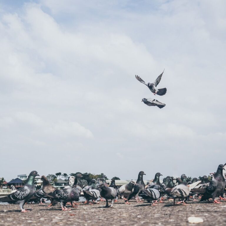 What Does It Mean When You See Two Doves