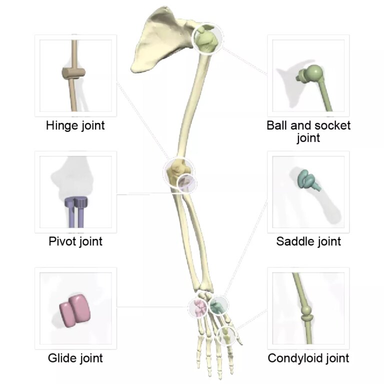 What Does Finger Jointed Mean
