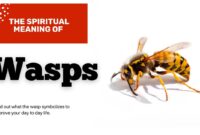 What Do Hornets Mean Spiritually
