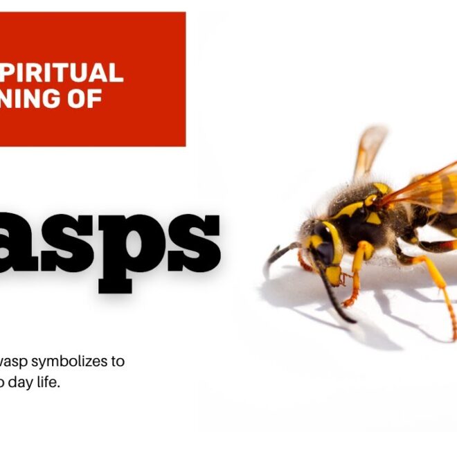 What Do Hornets Mean Spiritually