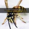 What Do Wasps Mean In A Dream