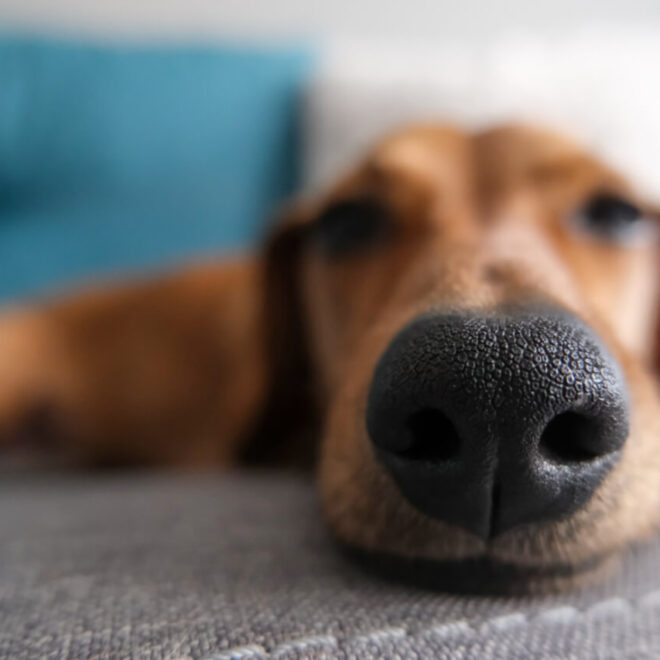 What Does A Warm Nose On A Dog Mean