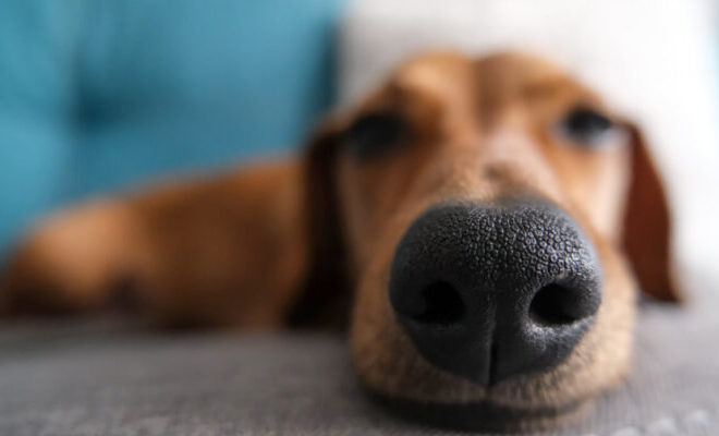 What Does A Hot Nose On A Dog Mean