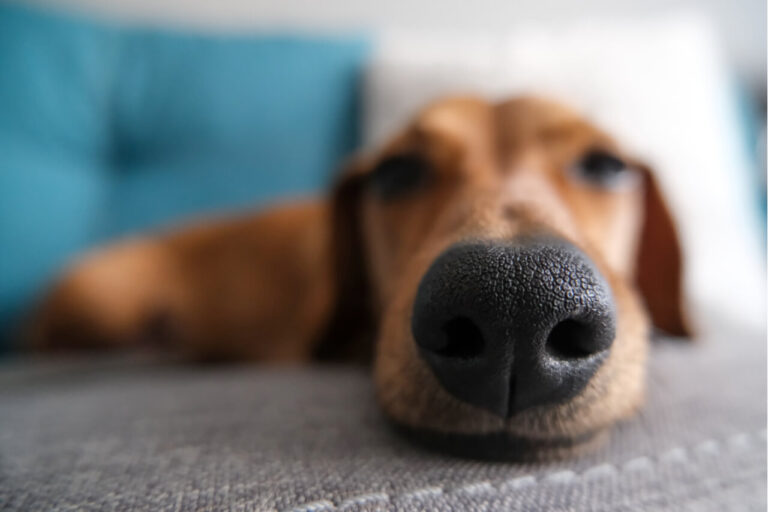 What Does Warm Nose On Dog Mean