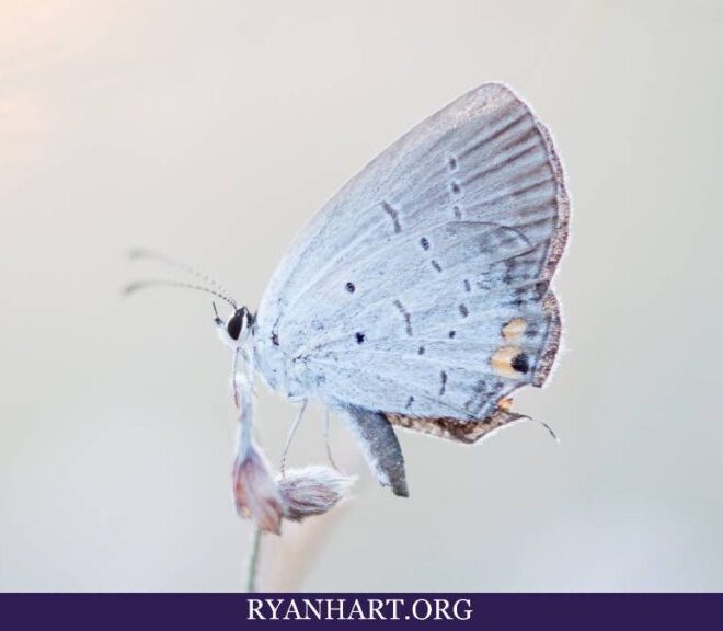 What Does Butterfly Mean In The Bible