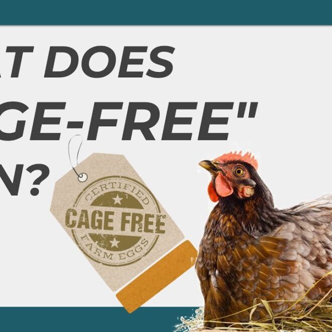 What Does Cage Free Chicken Mean