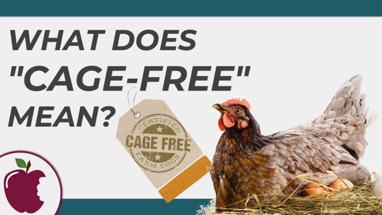 What Does Cage Free Chicken Mean