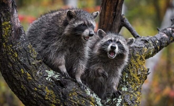 What Does It Mean When You Dream Of A Raccoon