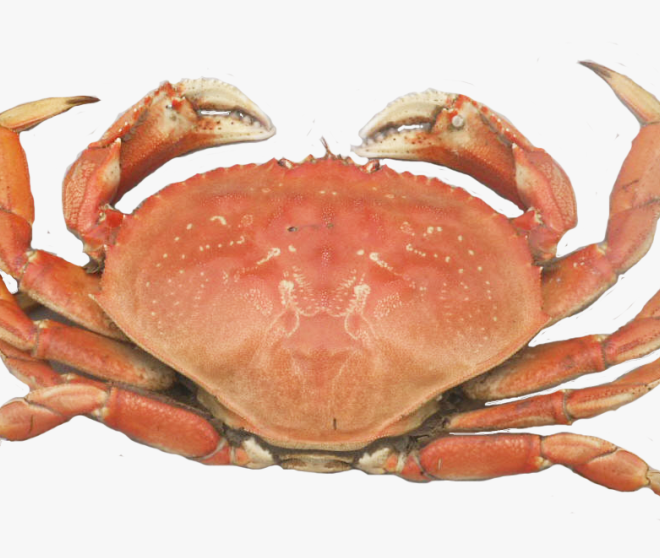 What Does It Mean To Dream Of Crabs