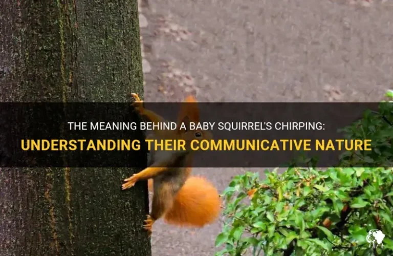 What Does It Mean When A Squirrel Chirps