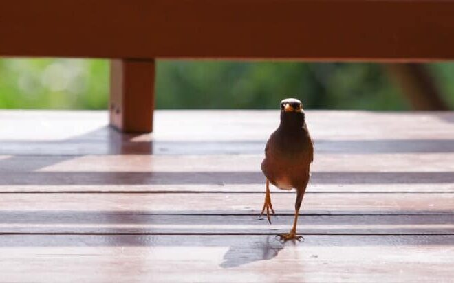 What Does It Mean When Birds Fly In Your House