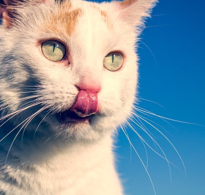 What Does It Mean When Your Cat Bites Your Nose