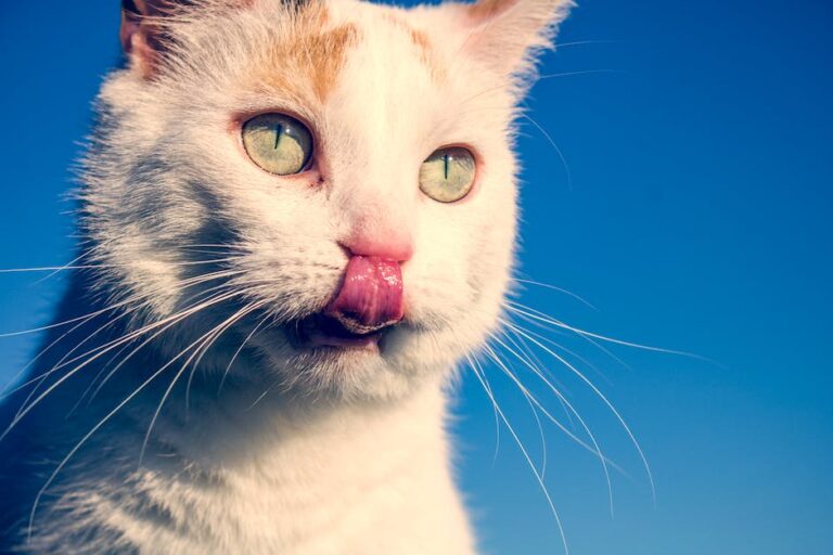 What Does It Mean When Your Cat Bites Your Nose