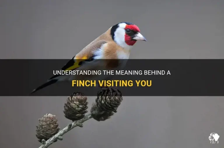 What Does It Mean When A Yellow Finch Visits You