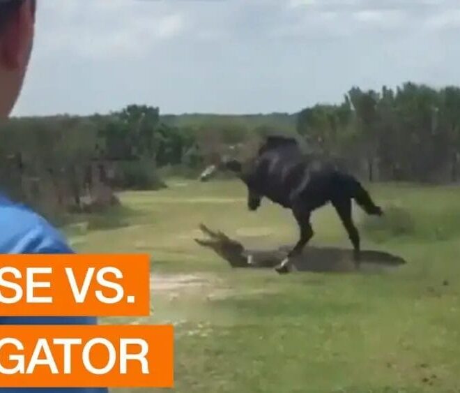 What Does It Mean When A Horse Stomps His Foot