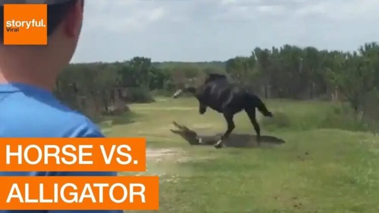 What Does It Mean When A Horse Stomps His Foot