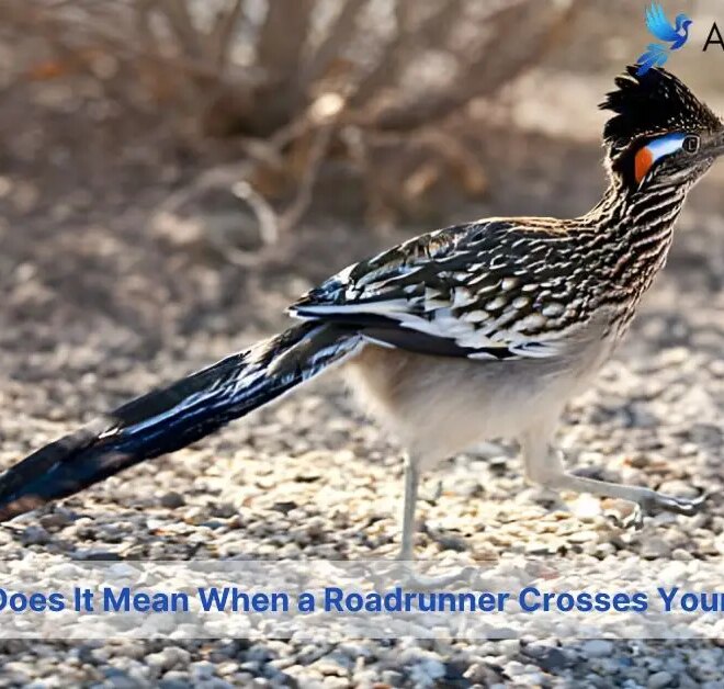 What Does It Mean When A Roadrunner Crosses Your Path