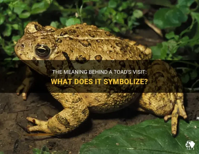 What Does It Mean When A Toad Visits You