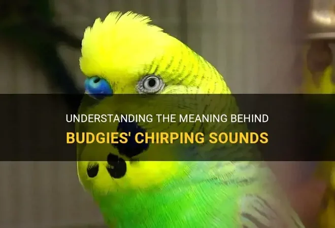 What Does It Mean When Squirrels Chirp