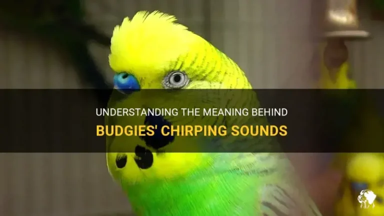 What Does It Mean When Squirrels Chirp