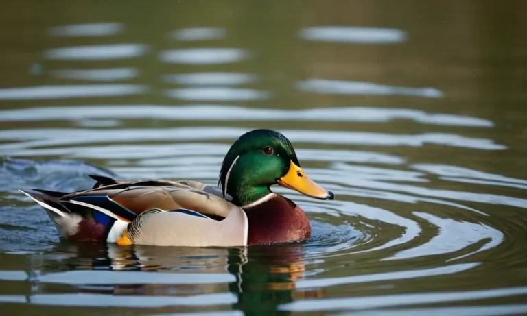 What Does It Mean When Ducks Bob Their Heads