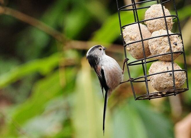 What Does It Mean When There Are No Birds Around