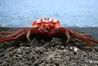 What Does It Mean When You Dream About Crabs