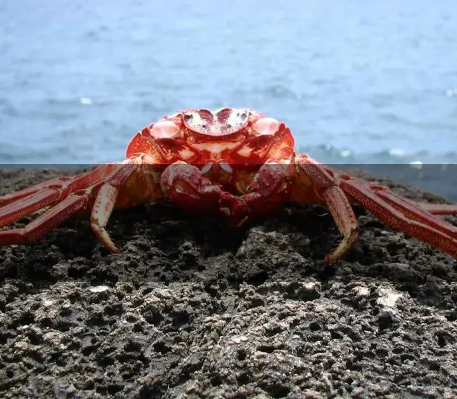 What Does It Mean When You Dream Of Crabs