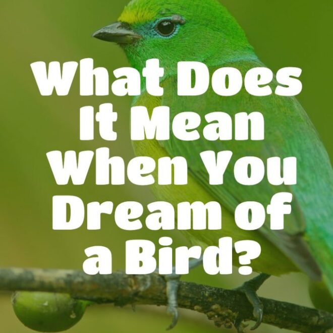 What Does It Mean When You Dream About A Bird