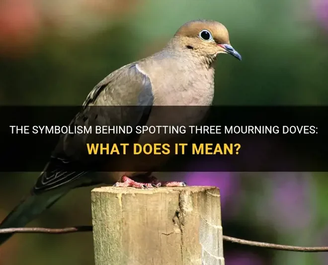 What Does It Mean When You See Mourning Doves