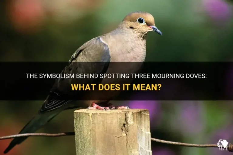 What Does It Mean When You See Mourning Doves