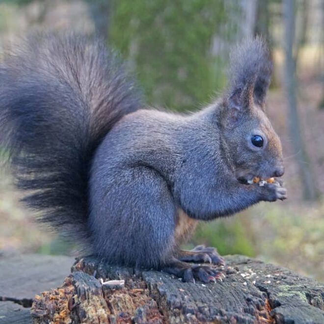 What Does It Mean When You See A Black Squirrel