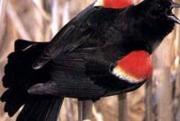 What Does It Mean When You See A Red-Winged Blackbird