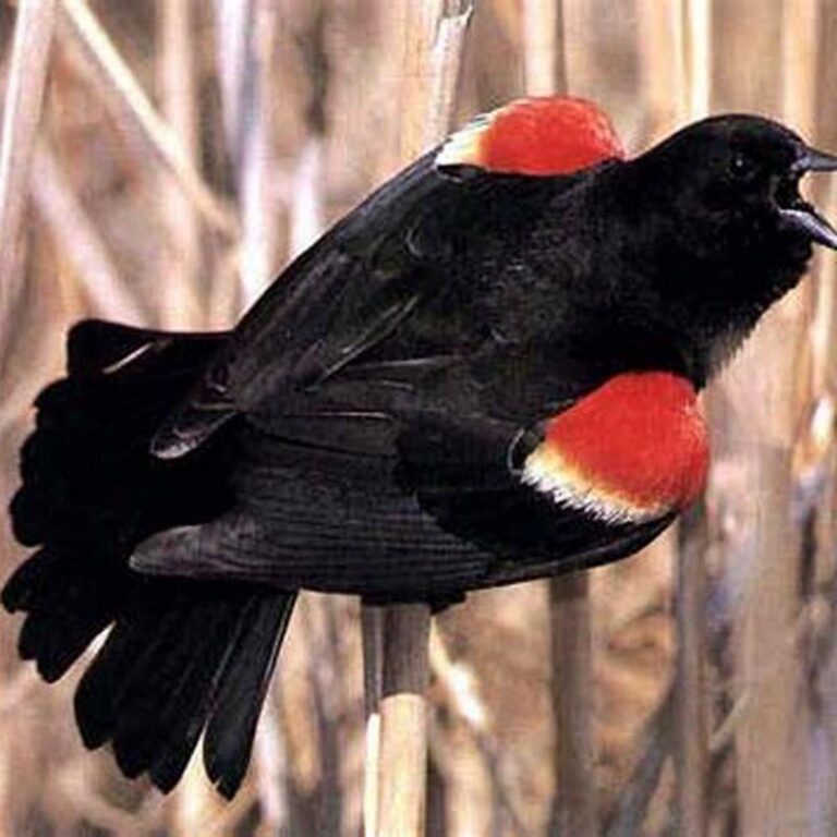 What Does It Mean When You See A Red-Winged Blackbird