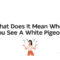 What Does It Mean When You See A White Pigeon