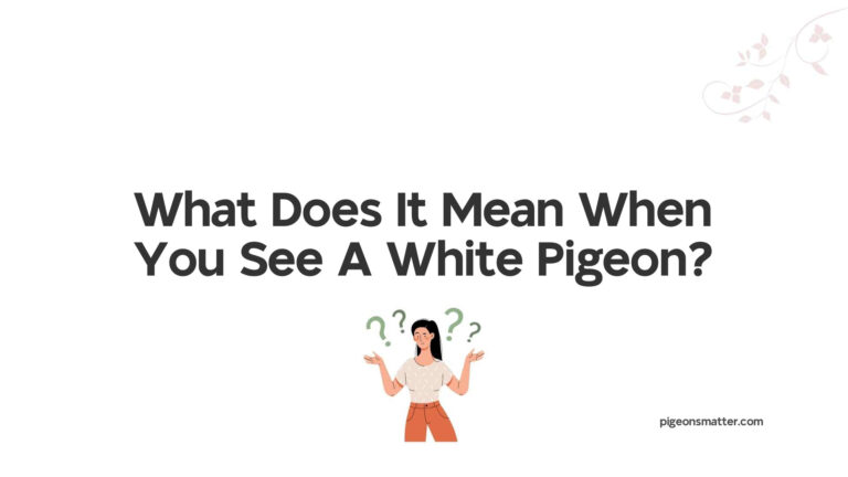 What Does It Mean When You See A White Pigeon