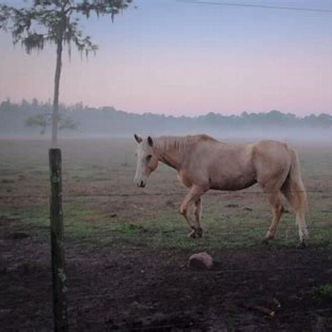 What Does Leasing A Horse Mean