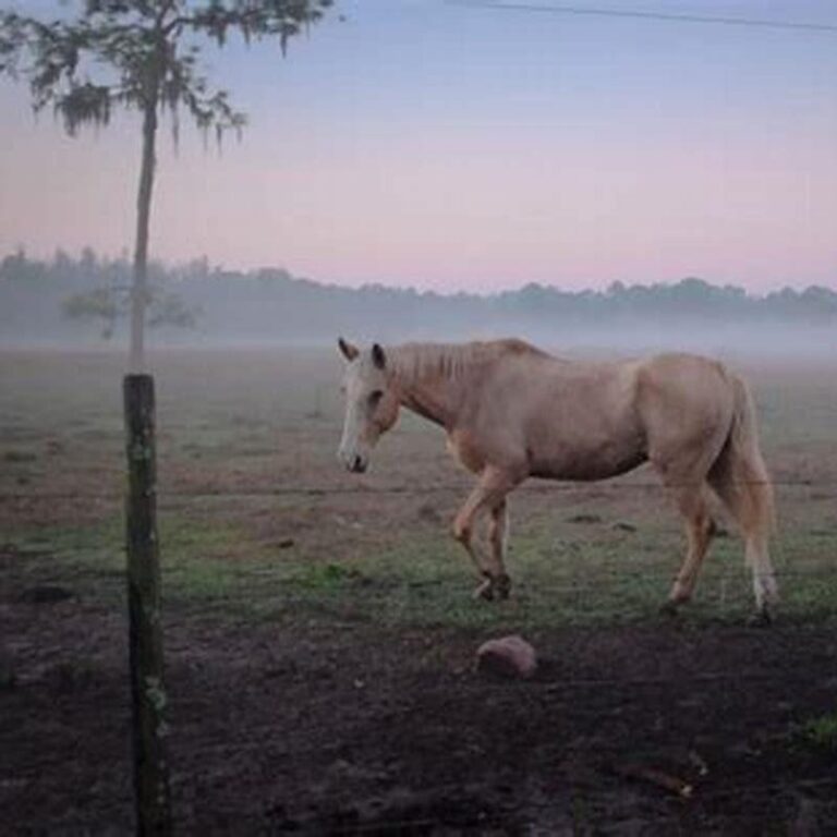 What Does Leasing A Horse Mean