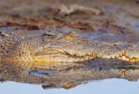 What Does Ror Mean In Jail