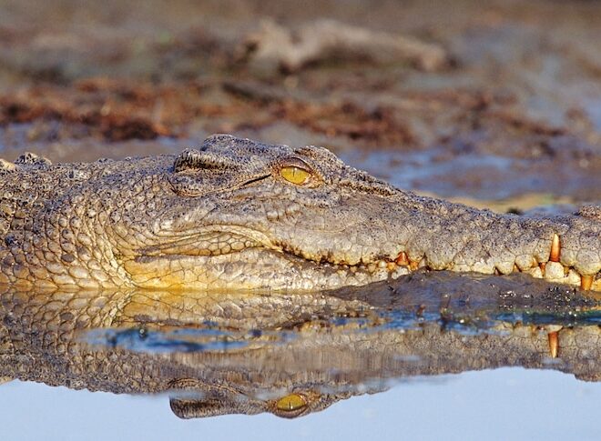 What Does Ror Mean In Jail