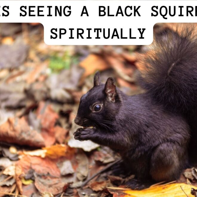 What Does Seeing A Squirrel Mean Spiritually