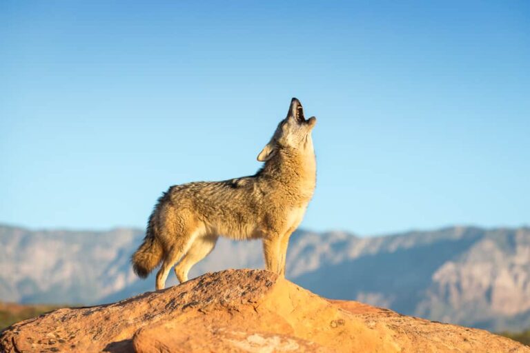 What Does Seeing A Coyote Mean Spiritually
