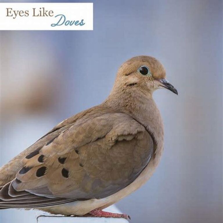 What Does Seeing Two Doves Mean
