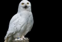 What Does It Mean If You See A White Owl