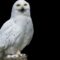 What Does It Mean If You See A White Owl